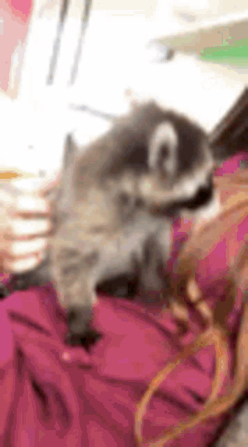 Raccoon Cute GIF - Raccoon Cute Aww GIFs