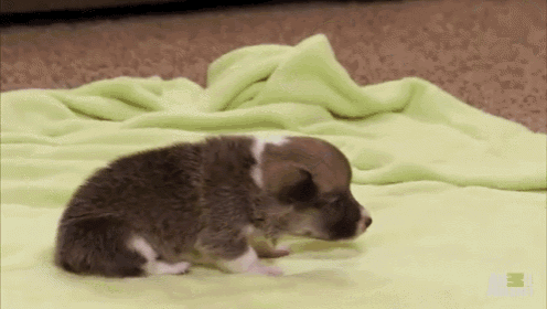 Corgi Puppies Learning To Walk GIF - Pet First Walk Corgi GIFs