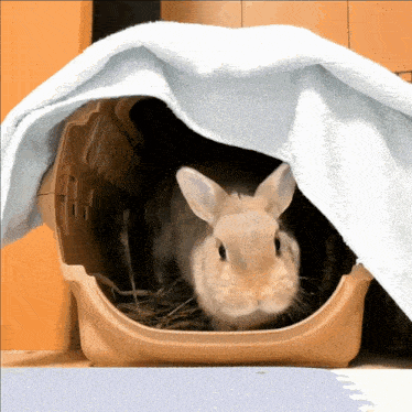 a rabbit in a carrier with a towel on top