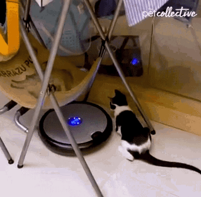 Chase The Pet Collective GIF - Chase The Pet Collective Cat GIFs