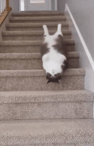 a cat laying upside down on the stairs