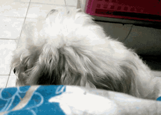 a white dog laying on a blue blanket with a pink crate in the background