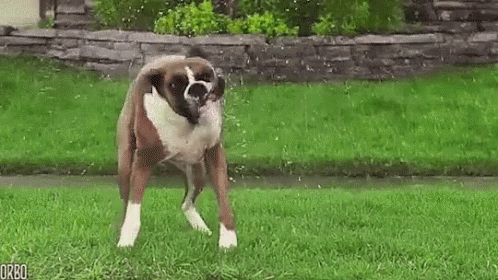 Dog Shake GIF - Dog Shake Wet GIFs