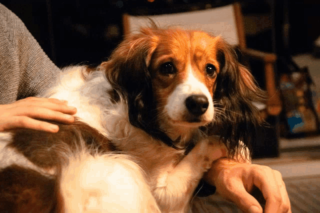 a brown and white dog laying on a person 's lap looking at the camera