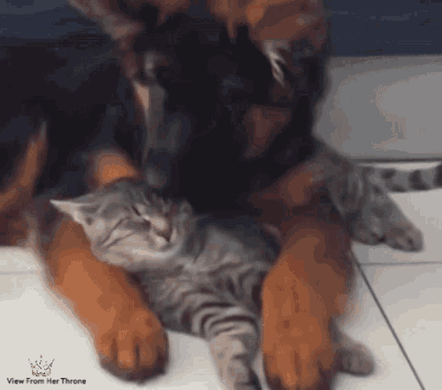Caturday Vfht GIF - Caturday Vfht Gifs By Divinity GIFs