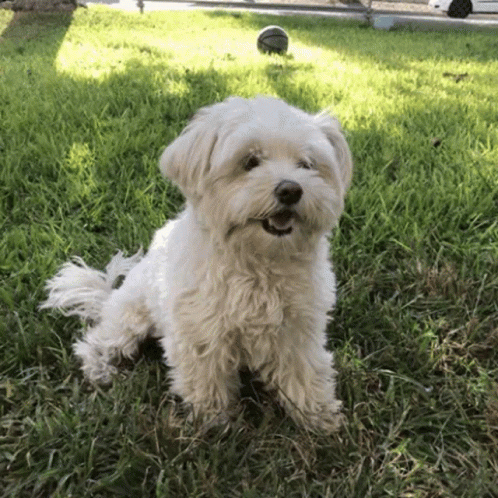 Puppy Dog GIF - Puppy Dog Yelling GIFs