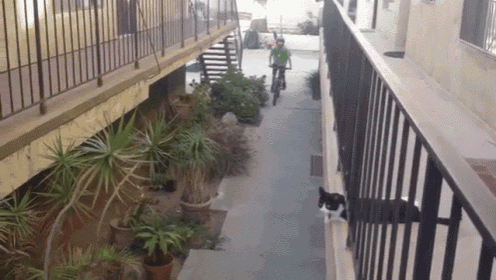 a person riding a bike down a narrow alleyway with potted plants on the sidewalk