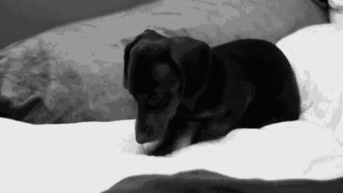 a black and white photo of a small dog sleeping on a bed .
