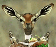 Gerenuk Antelope GIF - Gerenuk Antelope Lips GIFs