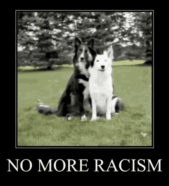 a black and white photo of two dogs sitting next to each other in a field .