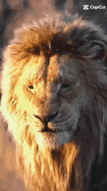 a close up of a lion 's face with a very long mane .