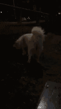 a couple of cats are laying on a wooden floor in a dark room