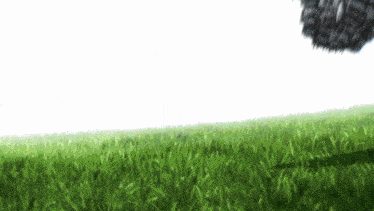 a field of grass with a white background