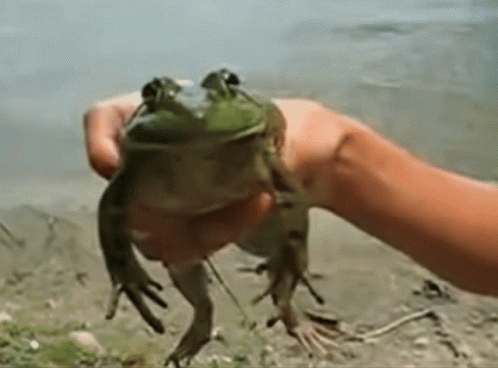Frog Smile GIF - Frog Smile Scream GIFs