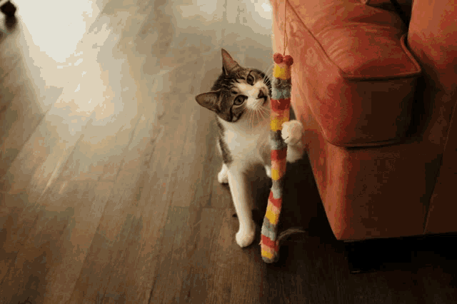 a cat is playing with a stuffed giraffe toy