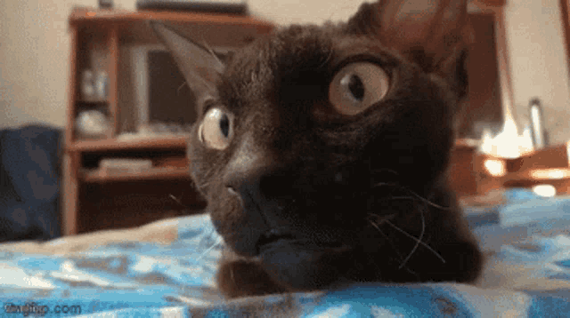 a close up of a cat laying on a bed with the website imgflip.com in the lower right corner