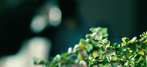 Panjaa Panjaa Flim Movie GIF - Panjaa Panjaa Flim Movie Ustaad GIFs