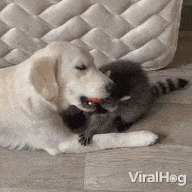 a dog and a raccoon are playing with each other and the raccoon is biting the dog