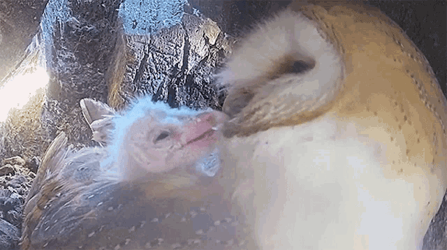 a close up of an owl with a baby owl