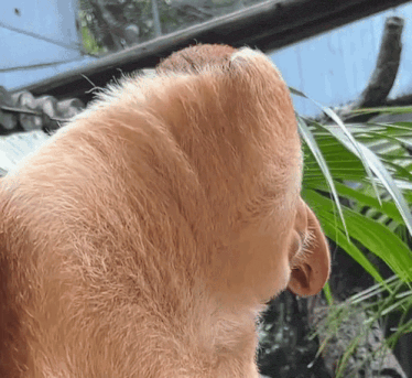 a close up of a dog 's ear and fur
