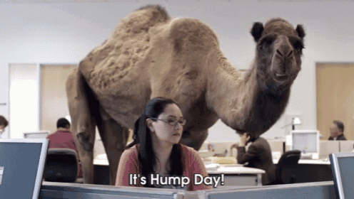 a woman sits at a desk with a camel standing behind her and the words it 's hump day below her