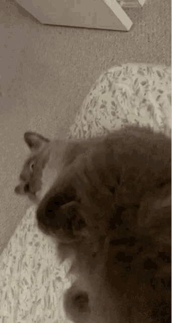 Charlie Cat GIF - Charlie Cat Kitteh GIFs