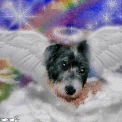 Dog Angel GIF - Dog Angel GIFs