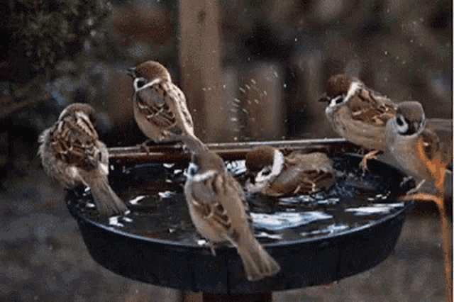 a group of birds are taking a bath in a bowl of water .