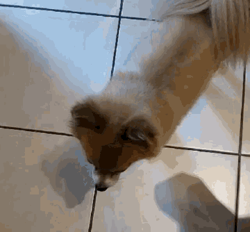 a small dog is laying on a tiled floor