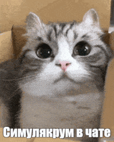 a cat is sitting in a cardboard box with russian writing on it