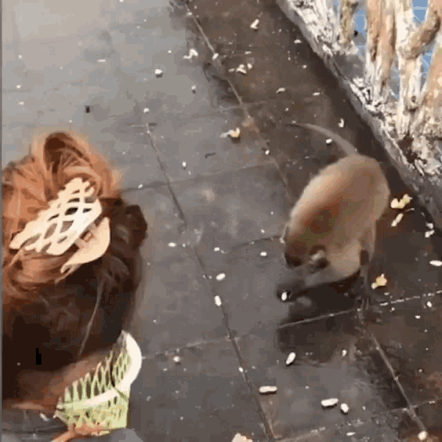 a woman is feeding a monkey a piece of food on the sidewalk