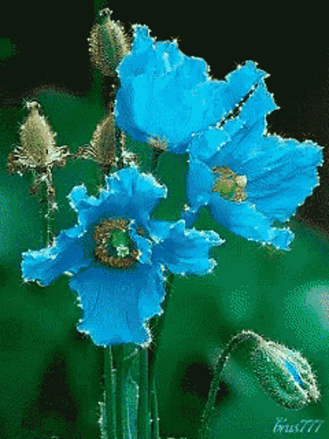 a bunch of blue flowers on a green background with the number 777 on the bottom