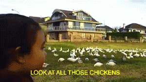 Look At All Those Chickens GIF - Look At All Those Chickens GIFs