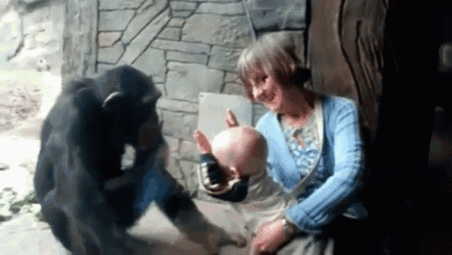 Chimps Are Not Good With Children GIF - Chimp Zoo Baby GIFs