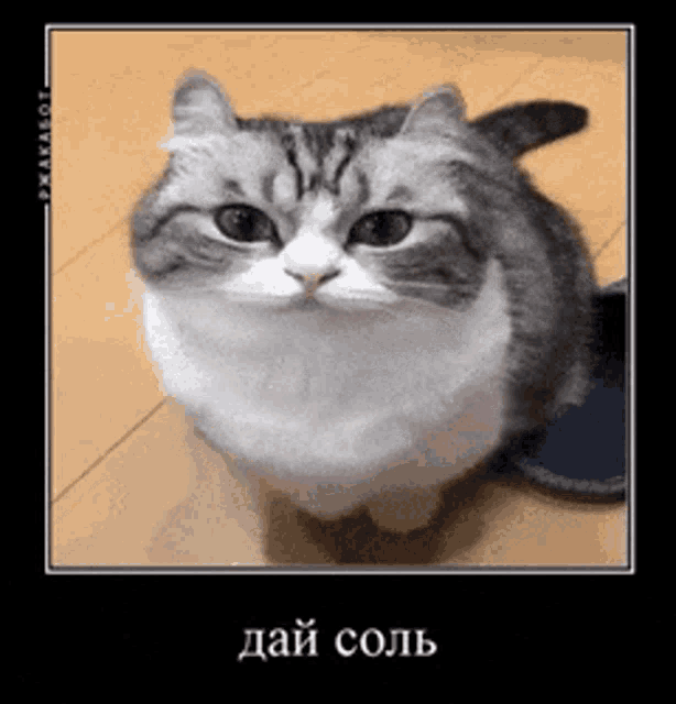 Komaru Cat дайсоль GIF - Komaru Cat дайсоль GIFs