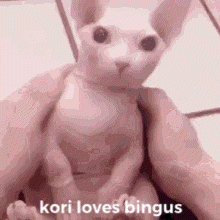 a person is holding a cat that says kori loves bingus on it