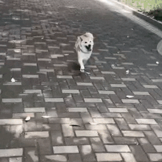 a dog is walking across a brick sidewalk .