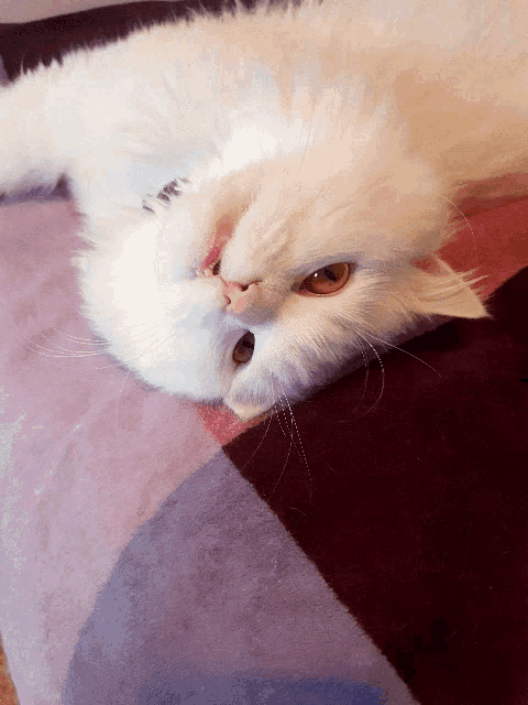 a white cat with orange eyes is laying on its back