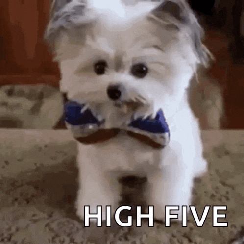 a small white dog wearing a bow tie is sitting on a carpet .