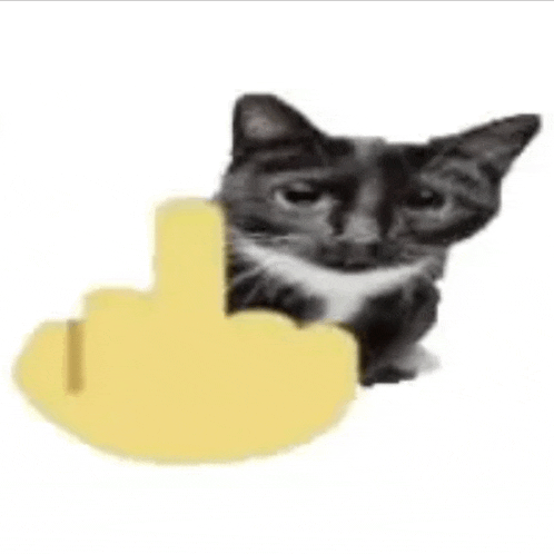 a black and white cat with a yellow middle finger .