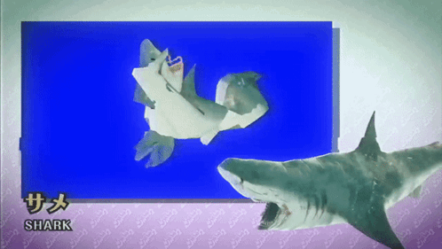 Shark T Pazolite GIF - Shark T Pazolite T Paz Vs Shark GIFs