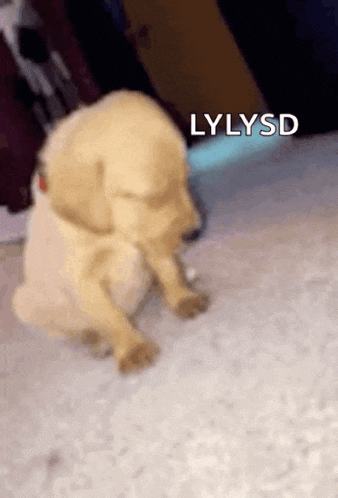 a puppy is sitting on a carpet with the word lylysd above it