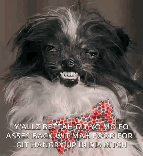 a small black and white dog wearing a bow tie is making a face .