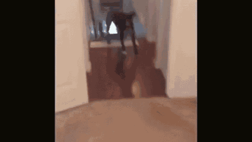 Her Fear Of Doors Are No Longer  GIF - Dog Fear Afraid GIFs