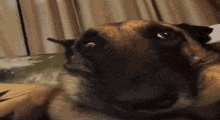a close up of a dog looking at the camera .