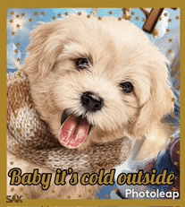 a picture of a puppy with the words baby it 's cold outside at the bottom