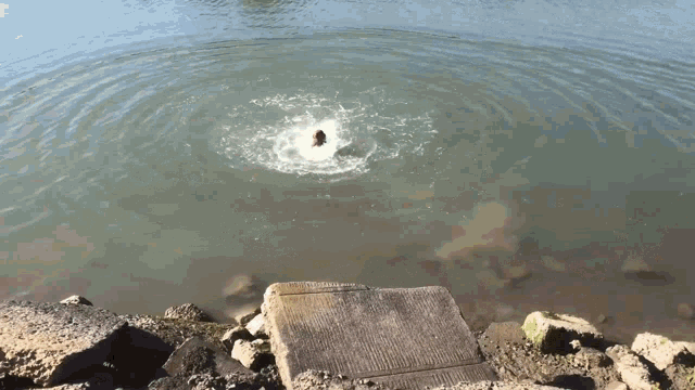 a person jumping into a body of water