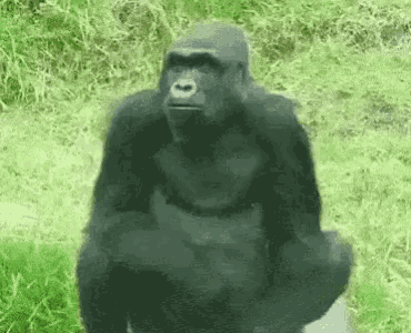Gorilla Mating GIF - Gorilla Mating Licking GIFs