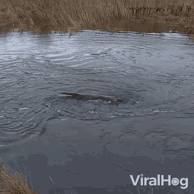 Log Going Into A Whirlpool Viralhog GIF - Log Going Into A Whirlpool Viralhog Sinking GIFs