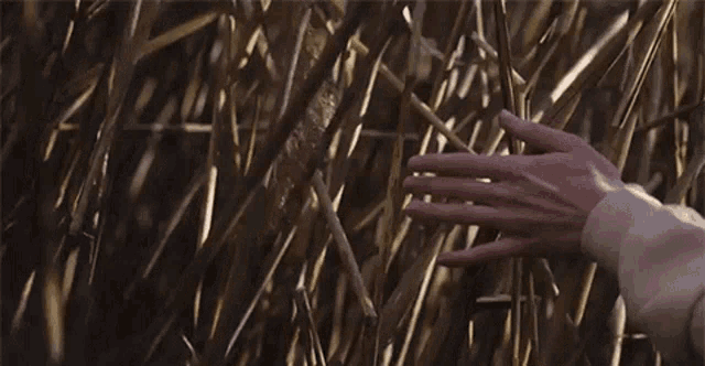 a person 's hand is touching a bunch of sticks in a field